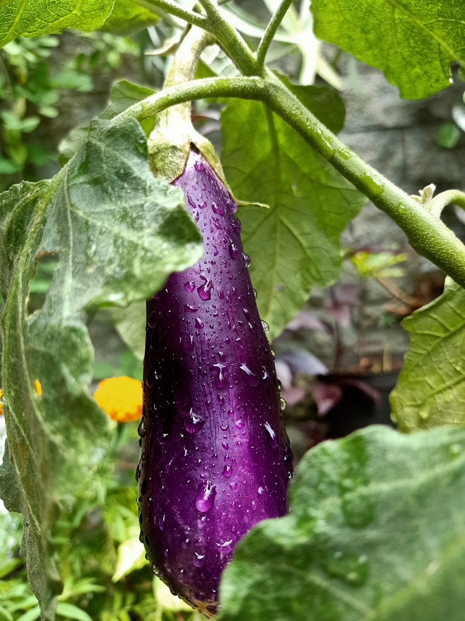 Eggplant benefits for male