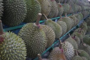 Durian Fruit