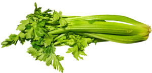 Celery-vegetable