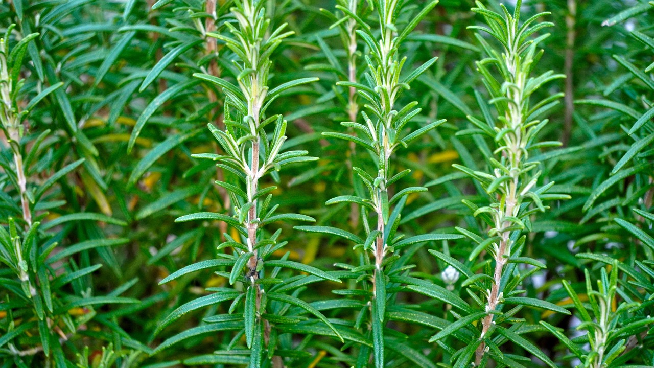 7 Rosemary Benefits Sexually For Male & Females