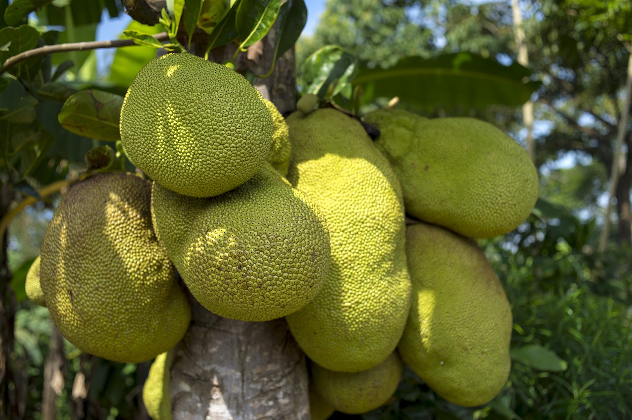 Jackfruit Benefits Sexually for Men and Women