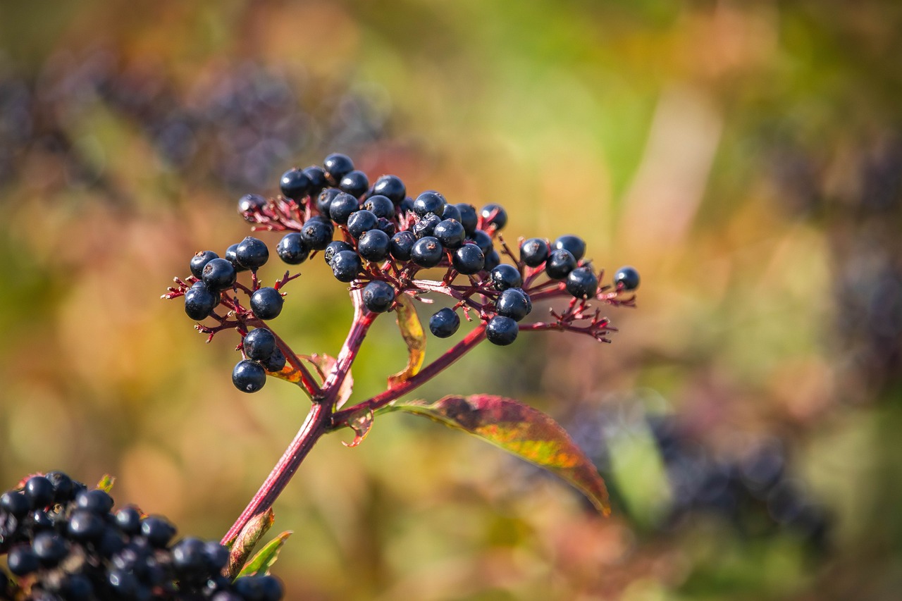 Elderberry Benefits Sexually for Men and Women