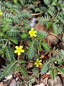 Tribulus Terrestris Benefits Sexually for Men and Women