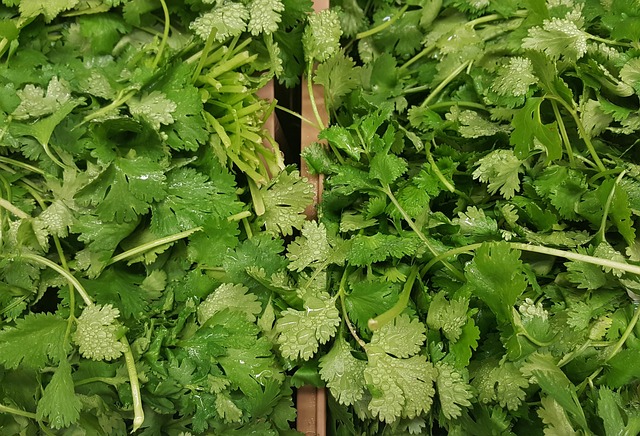 cilantro-coriander